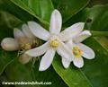 Citrus Limon